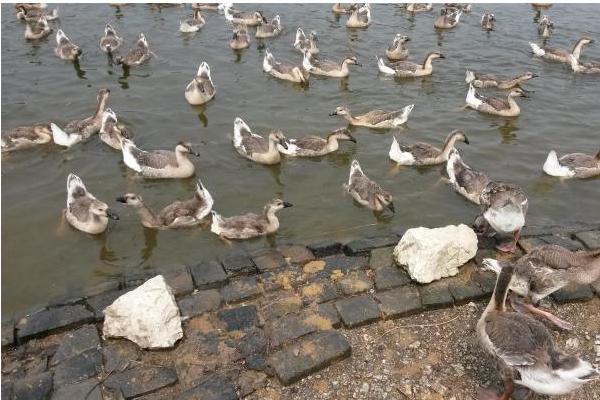 養殖大雁的利潤