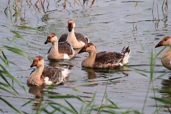 養殖大雁的利潤