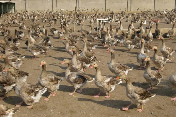 養殖大雁的利潤