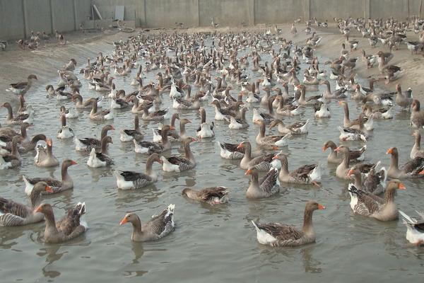 養殖大雁的利潤