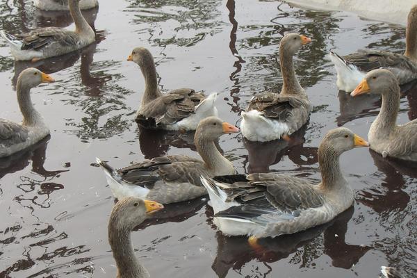 養殖大雁的利潤