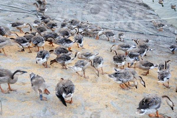 養殖大雁的利潤