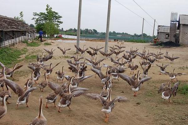 養殖大雁的利潤