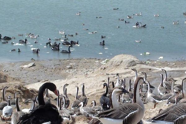 養殖大雁的利潤