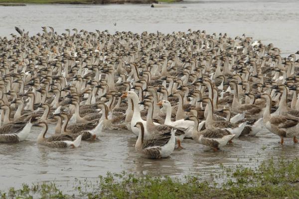 養殖大雁的利潤