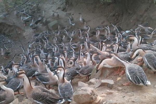 養殖大雁的利潤