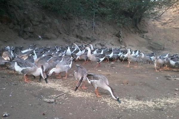 養殖大雁的利潤