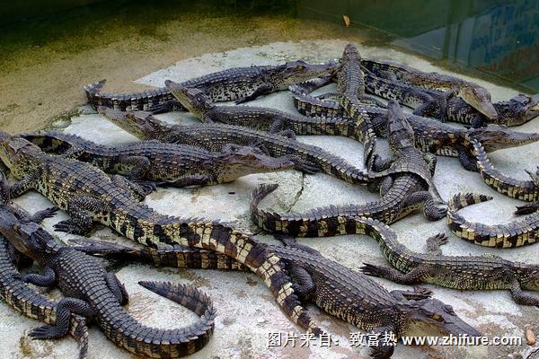 養鱷魚前期要投入多少