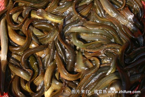 泥鰍補腎嗎？