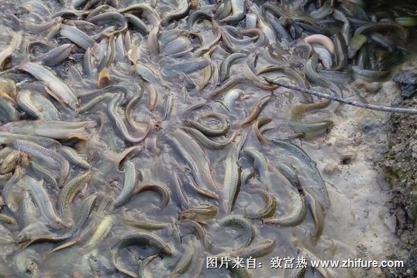 科學泥鰍養殖技術