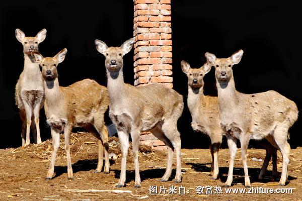 2018養(yǎng)鹿賺錢嗎？養(yǎng)鹿的利潤與投資成本及前景預測