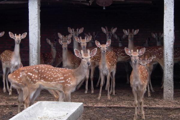 2018養(yǎng)鹿賺錢嗎?養(yǎng)鹿的利潤與投資成本及前景預(yù)測