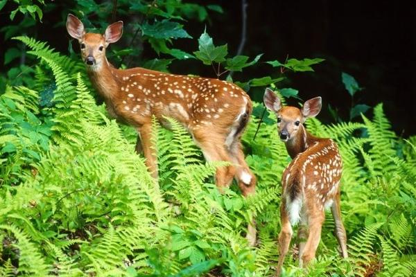 2018養(yǎng)鹿賺錢嗎?養(yǎng)鹿的利潤與投資成本及前景預(yù)測
