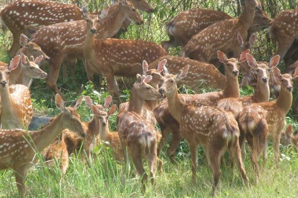2018養(yǎng)鹿賺錢嗎?養(yǎng)鹿的利潤與投資成本及前景預(yù)測
