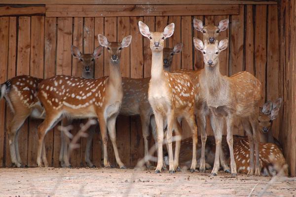 2018養(yǎng)鹿賺錢嗎?養(yǎng)鹿的利潤與投資成本及前景預(yù)測