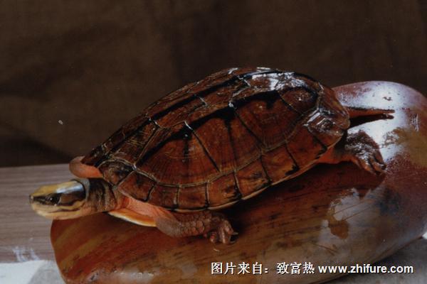 2018養(yǎng)金錢龜賺錢嗎?金錢龜養(yǎng)殖的利潤與投資成本及前景預測