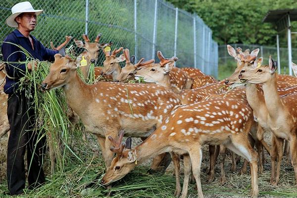 2018養(yǎng)鹿賺錢嗎?養(yǎng)鹿的利潤與投資成本及前景預(yù)測