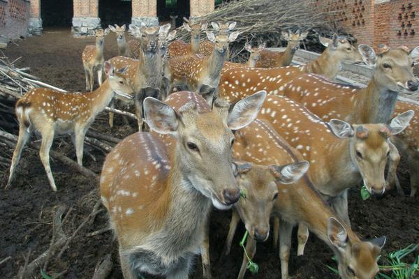 2018養(yǎng)鹿賺錢嗎?養(yǎng)鹿的利潤與投資成本及前景預(yù)測