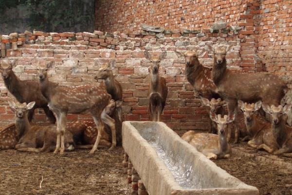 2018養(yǎng)鹿賺錢嗎?養(yǎng)鹿的利潤與投資成本及前景預(yù)測
