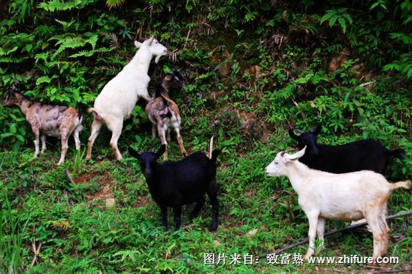 各類羊的飼料搭配方案
