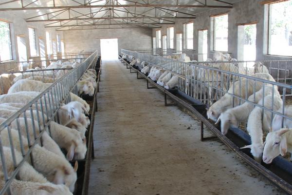 各類羊的飼料搭配方案