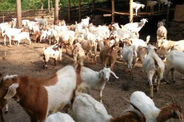 各類羊的飼料搭配方案