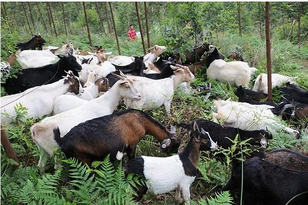 各類羊的飼料搭配方案