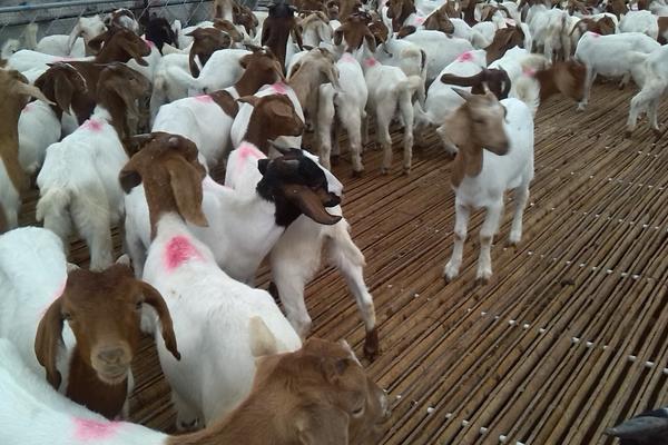 各類羊的飼料搭配方案
