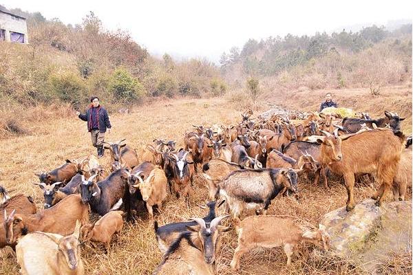 各類羊的飼料搭配方案
