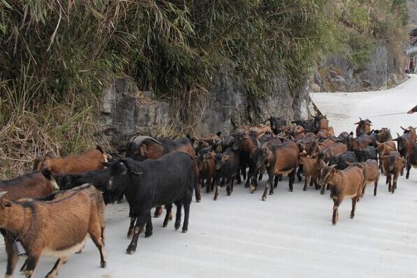各類羊的飼料搭配方案