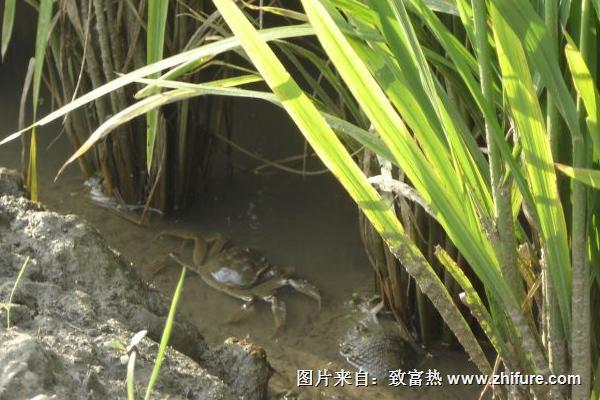 稻田河蟹養殖技術
