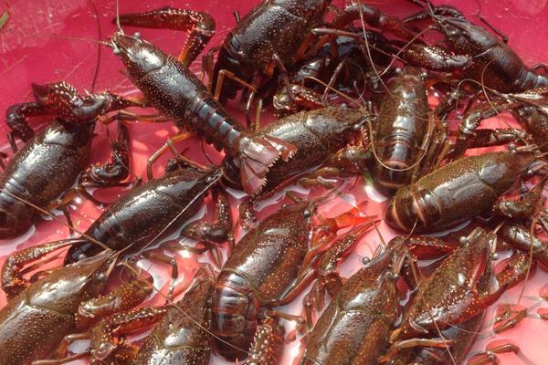 小龍蝦養殖成本與利潤