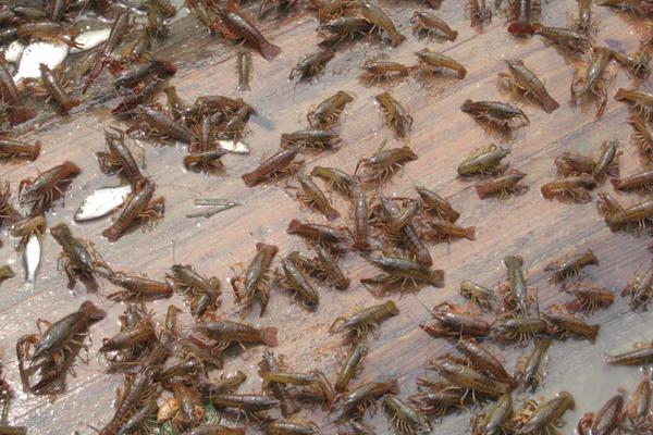 小龍蝦養殖成本與利潤