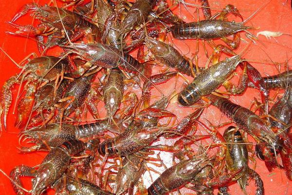 小龍蝦養殖成本與利潤