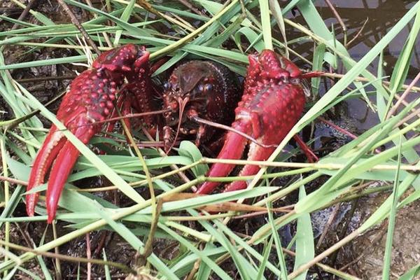 小龍蝦養殖成本與利潤