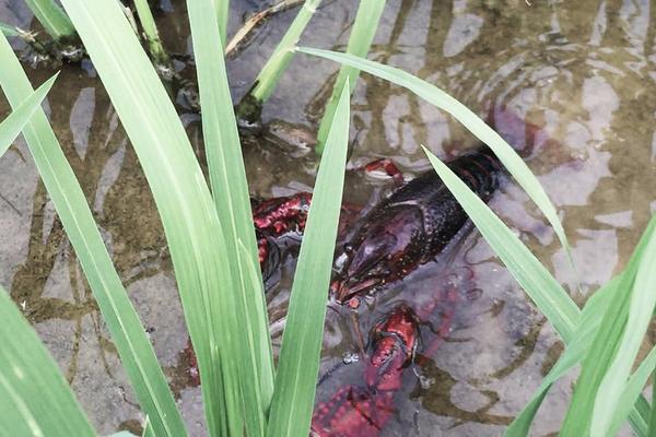 小龍蝦養殖成本與利潤