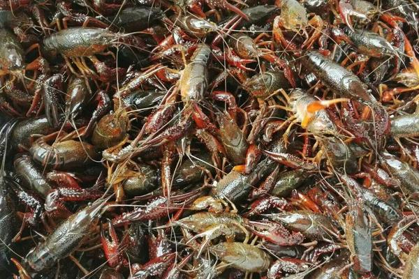 小龍蝦養殖成本與利潤