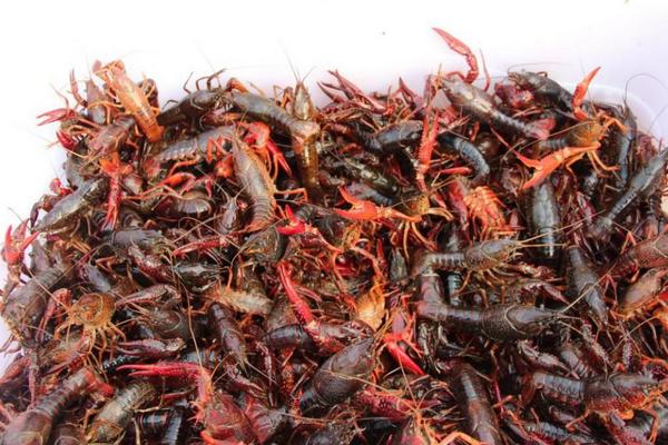 小龍蝦養殖成本與利潤