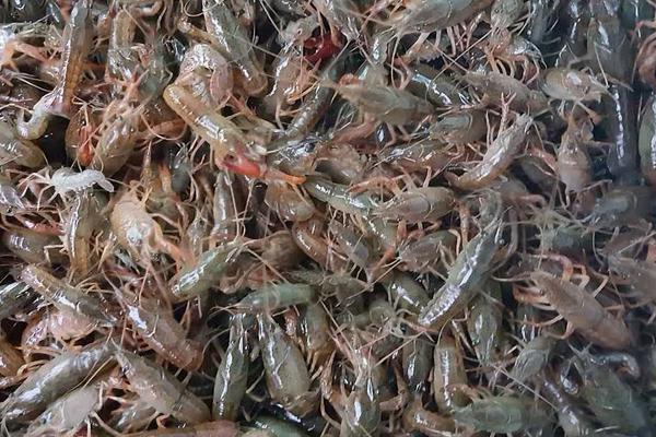 小龍蝦養殖成本與利潤