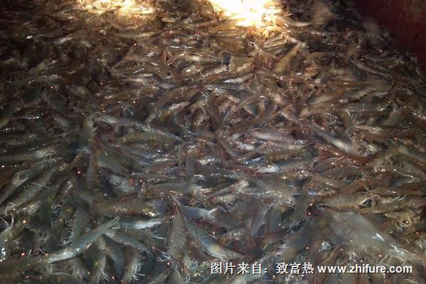 養蝦一畝可以賺多少錢