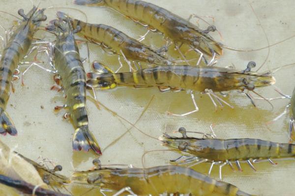 養蝦一畝可以賺多少錢