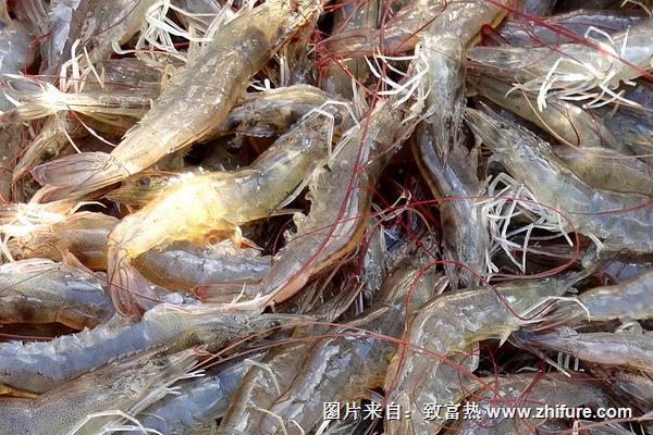 淡水蝦養殖條件有哪些？