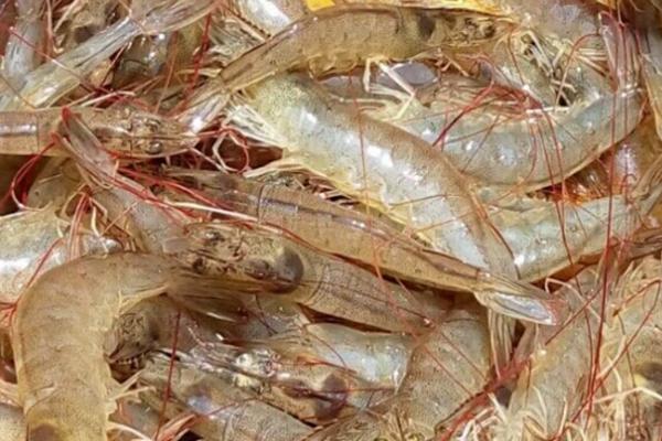 養蝦一畝可以賺多少錢