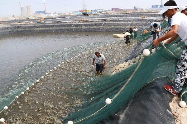 養蝦一畝可以賺多少錢