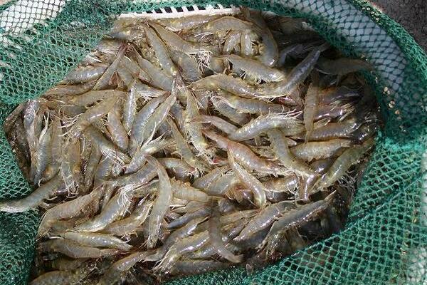 養蝦一畝可以賺多少錢