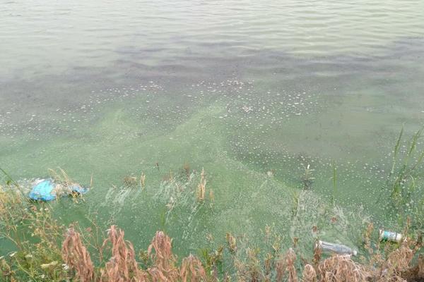 養蝦一畝可以賺多少錢