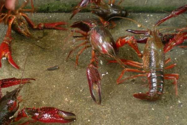 稻田養小龍蝦技術