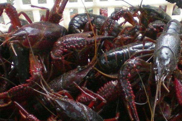 稻田養小龍蝦技術