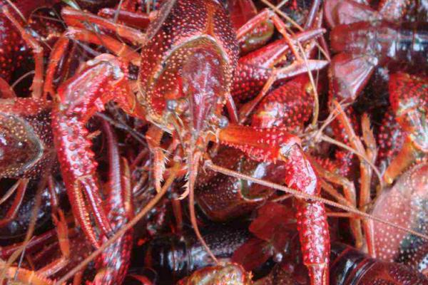 稻田養小龍蝦技術