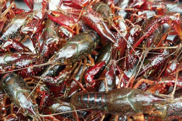 稻田養小龍蝦技術